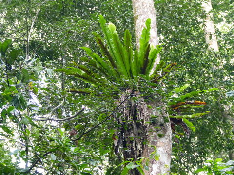 Image of Hawai'I birdnest fern