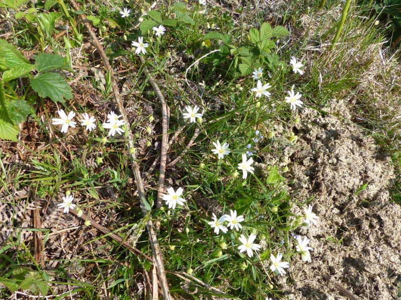 صورة Stellaria holostea L.