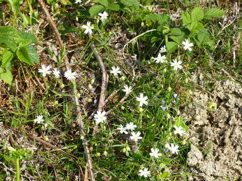 صورة Stellaria holostea L.