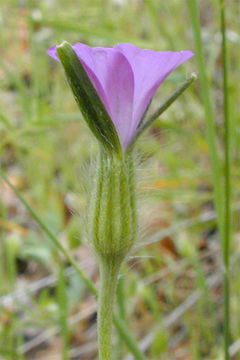 Image of Corncockle