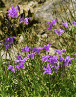 Image de Campanula wilkinsiana Greene