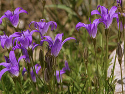 Image de Campanula wilkinsiana Greene