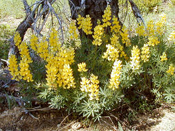 صورة Lupinus croceus Eastw.