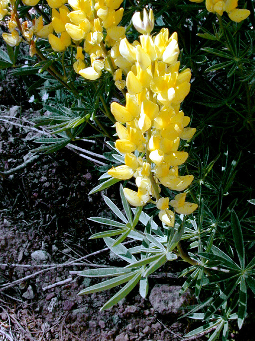 صورة Lupinus croceus Eastw.