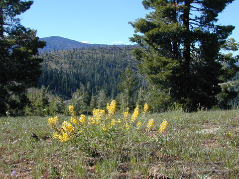 صورة Lupinus croceus Eastw.