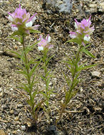 Orthocarpus cuspidatus subsp. copelandii (Eastw.) T. I. Chuang & L. R. Heckard resmi