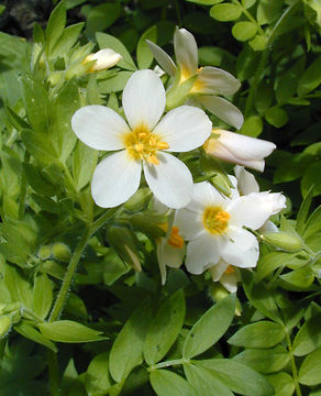 Image de Polemonium carneum A. Gray