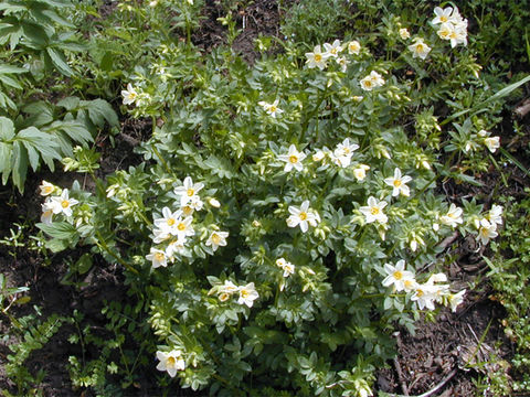 Image de Polemonium carneum A. Gray