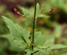 Scrophularia oregana Pennell resmi