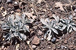 Image of Greene's hawkweed