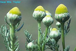 Image of Valley Mayweed