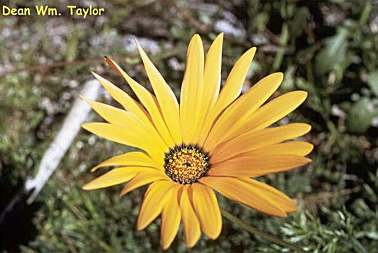Image of glandular Cape marigold