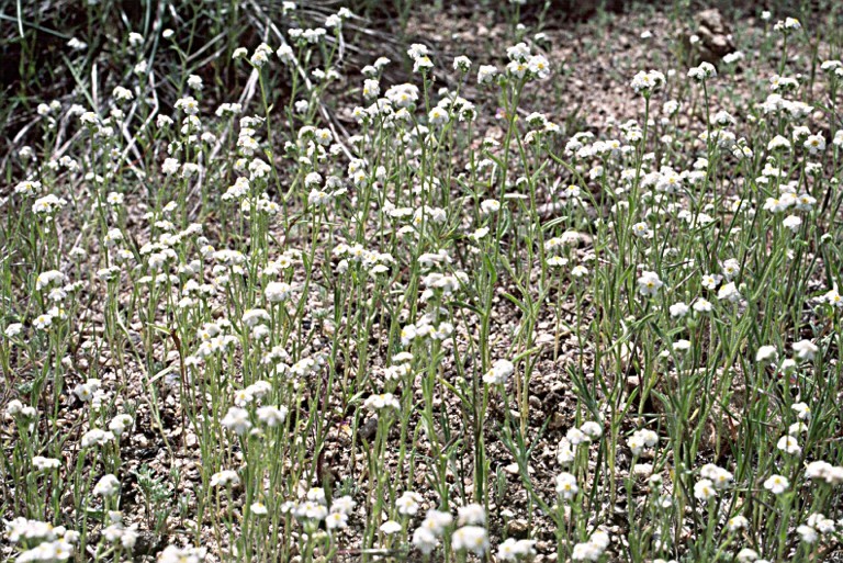 صورة Cryptantha oxygona (A. Gray) Greene