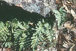 Image de Polypodium calirhiza S. A. Whitmore & A. R. Smith