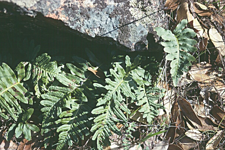 Polypodium calirhiza S. A. Whitmore & A. R. Smith的圖片