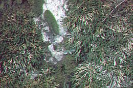 Image of Wallace's spikemoss