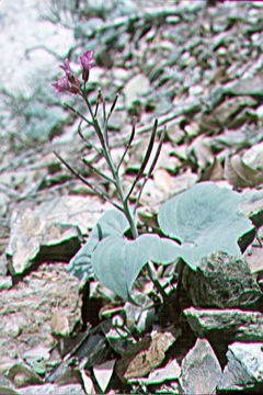 Imagem de Cardamine pachystigma (S. Watson) Rollins