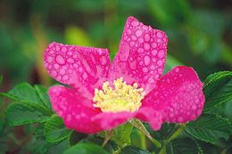 Слика од Rosa rugosa Thunb.