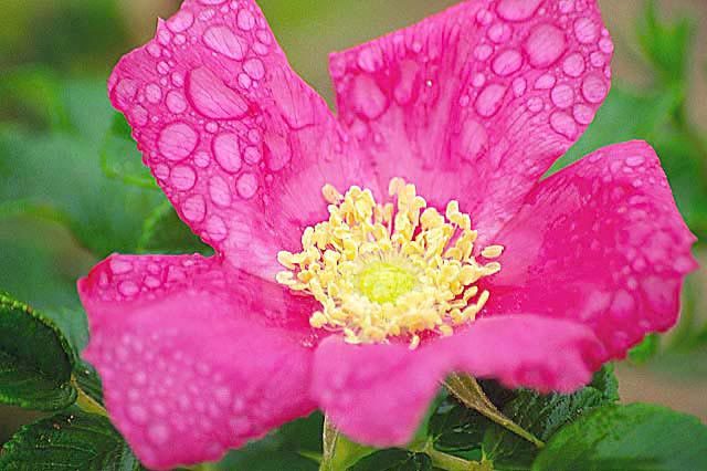 Image of japanese rose