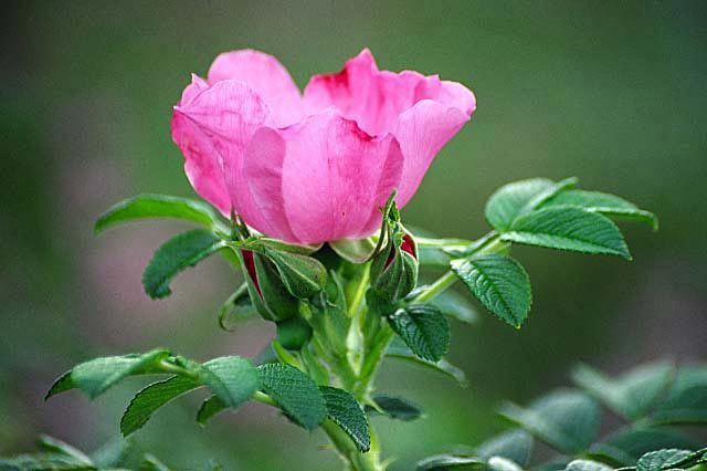 Image of japanese rose