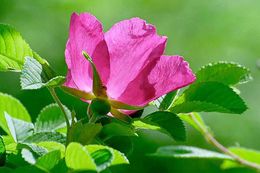 Image of japanese rose