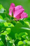 Image of japanese rose