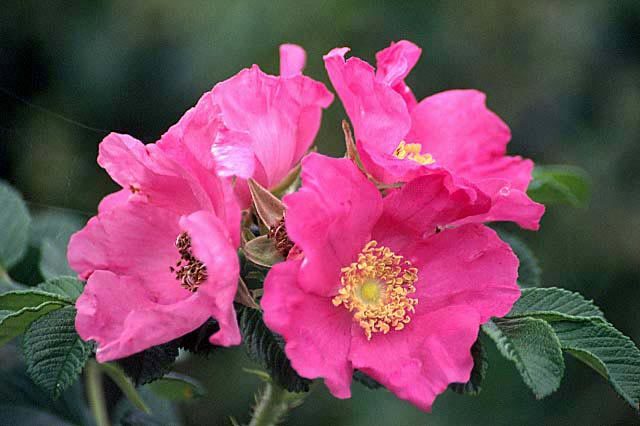 Image of japanese rose