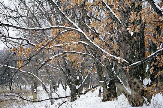 Image of Mongolian Oak