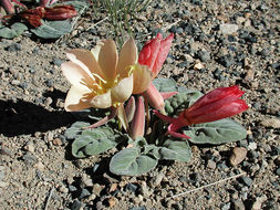 Imagem de Oenothera xylocarpa Coville