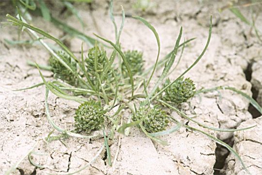 Image of San Diego pepperweed