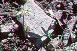 Слика од Cardamine nuttallii Greene