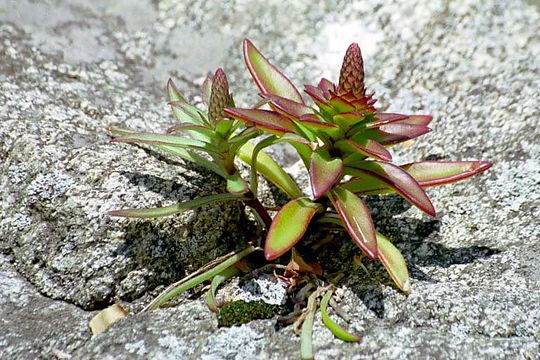 Image of Orostachys iwarenge (Makino) Hara