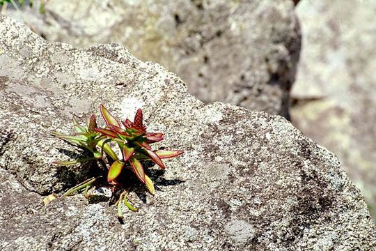 Image of Orostachys iwarenge (Makino) Hara