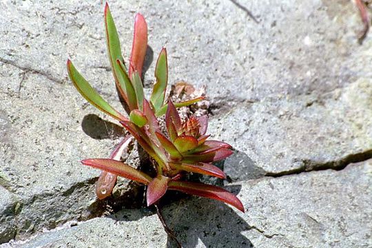 Image of Orostachys iwarenge (Makino) Hara