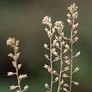Image of alkali pepperweed