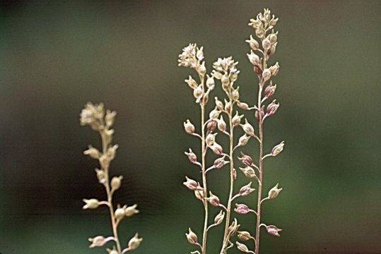 Image of alkali pepperweed