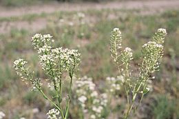 Image of mountain pepperweed