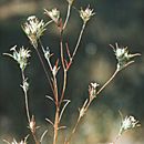 Imagem de <i>Eriastrum brandegeeae</i>