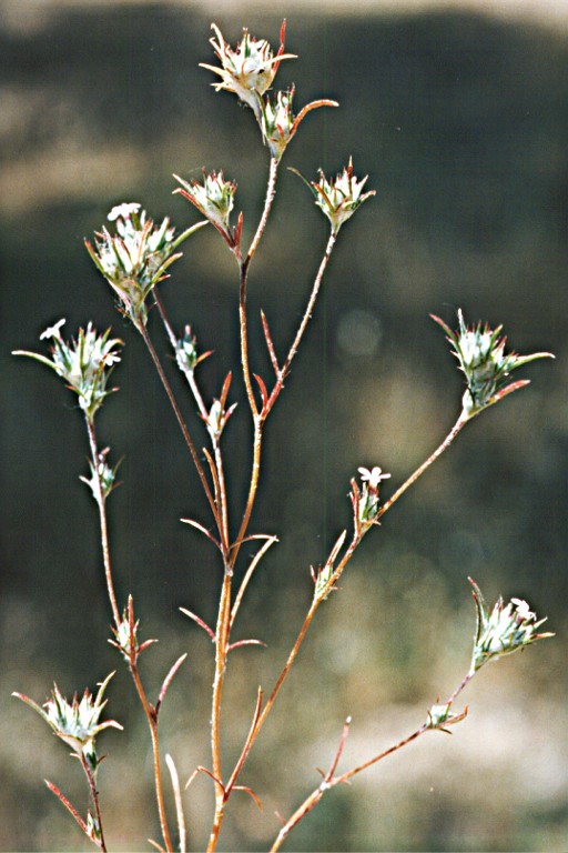 Image of <i>Eriastrum brandegeeae</i>