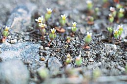 Image of Small-Flower Starlet