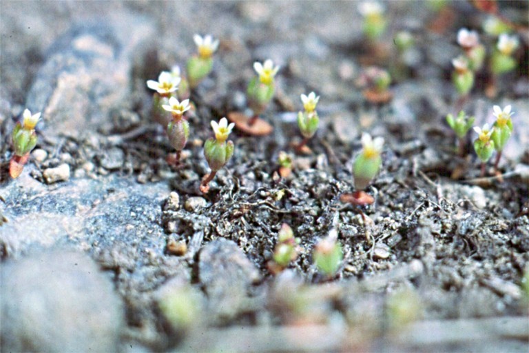 Image of Small-Flower Starlet