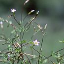 Image of Bolander's linanthus