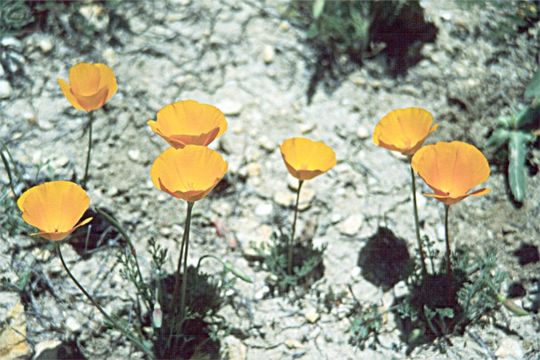 Image of Tejon poppy