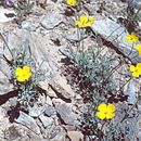 Image de Eschscholzia minutiflora subsp. covillei (E. Greene) C. Clark