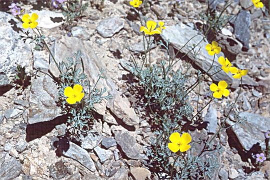 Image of Coville's poppy