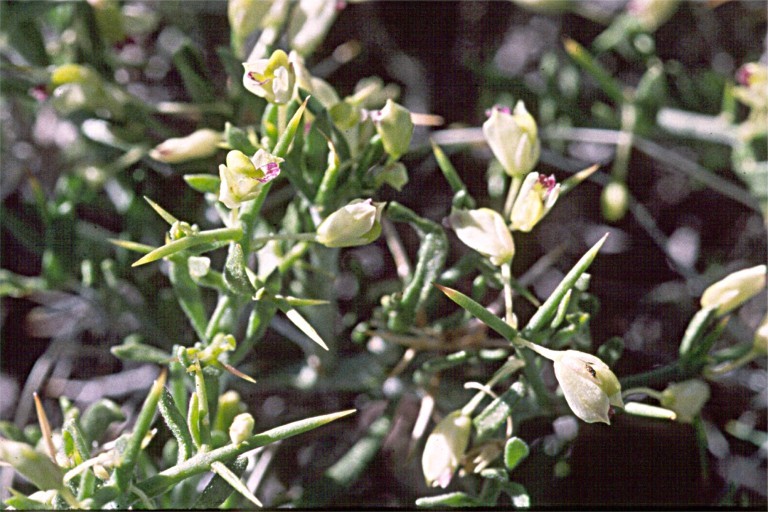 Image of <i>Polygala intermontana</i>