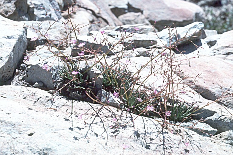 Image of quill-leaf lewisia