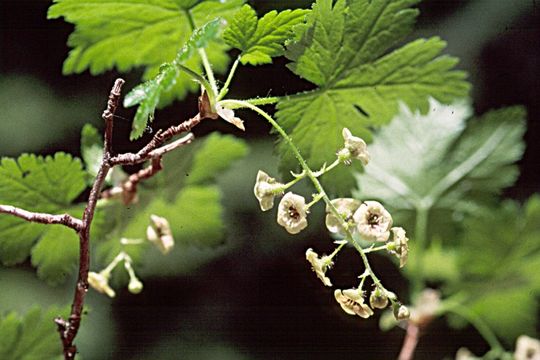 Image of prickly currant