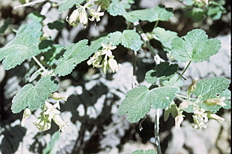 Image de Ribes viscosissimum Pursh