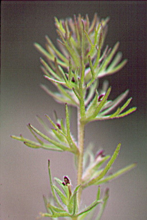 Слика од Triphysaria pusilla (Benth.) T. I. Chuang & L. R. Heckard